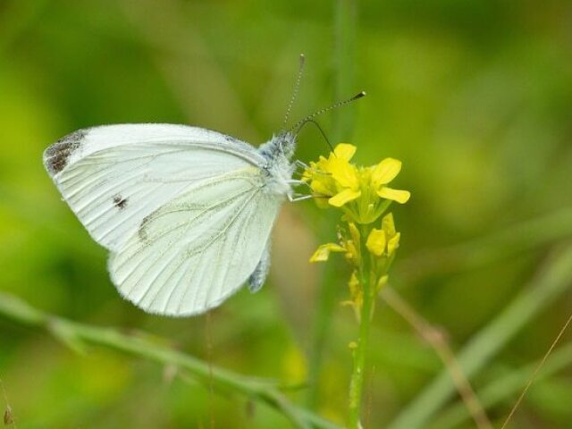 Borboleta