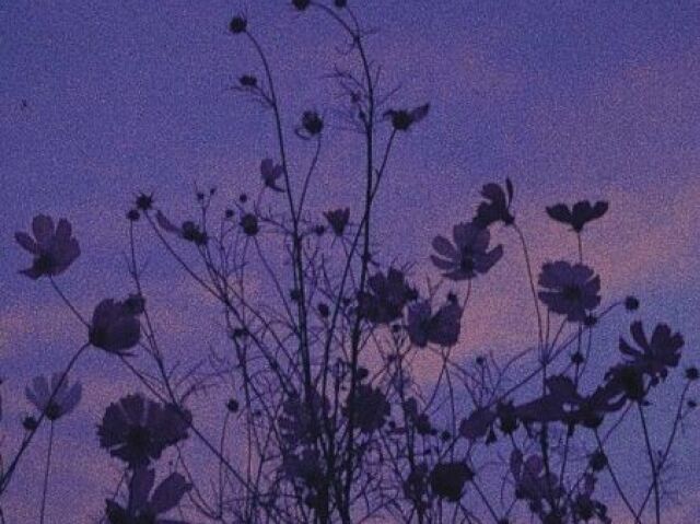 Flores 🙂
