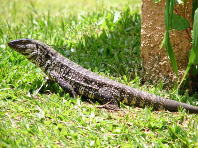 Lagarto