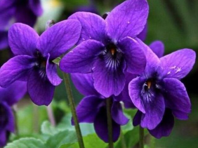 violetas