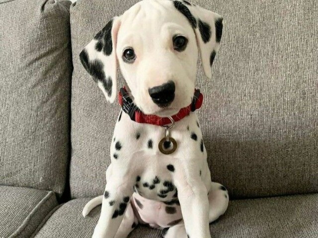 Dalmata