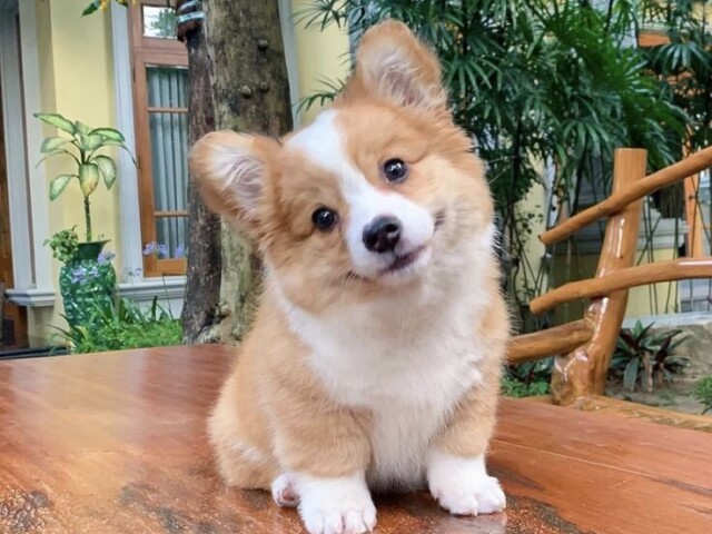 Corgi