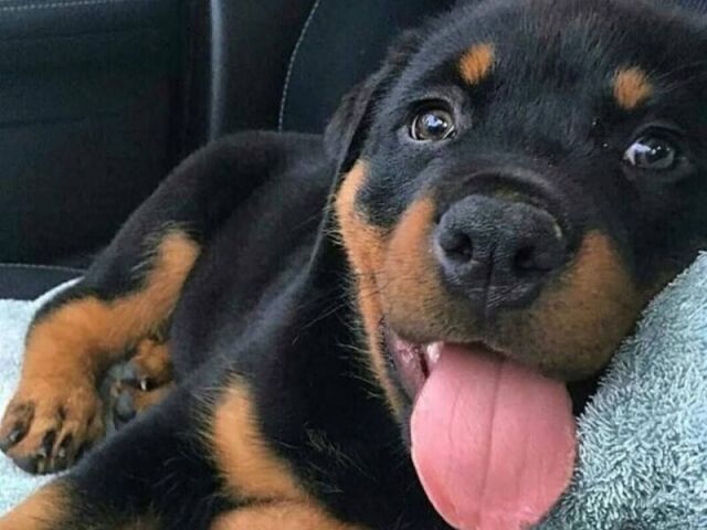 Rottweiler