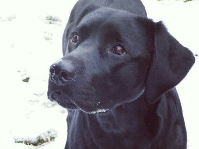 Labrador