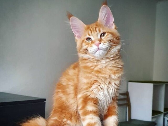 Gato mainecoon (gato gigante)