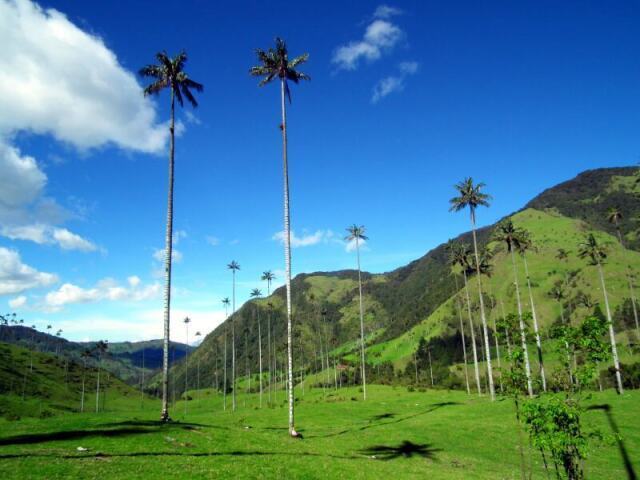 Cocora valley