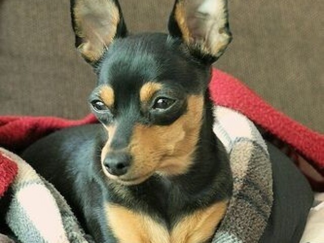 Pinscher.