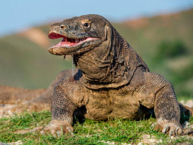 Komodo dragon