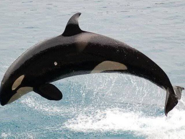 Orca