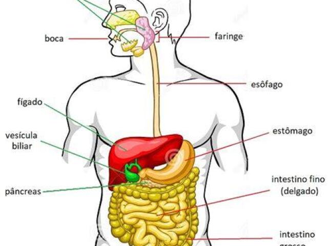 Boca, Faringe, Esôfago e Estômago.