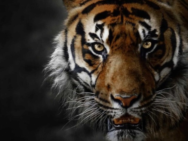 Tigre