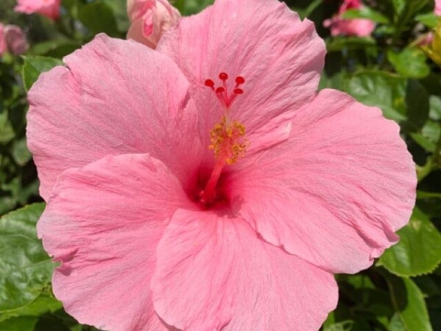 Hibisco