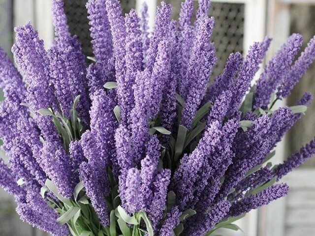 Lavanda