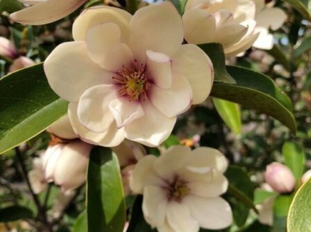 Magnolia