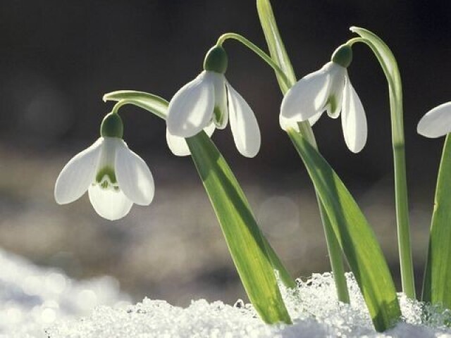 Snowdrop