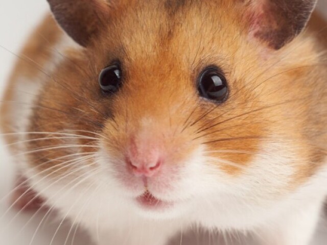 hamster