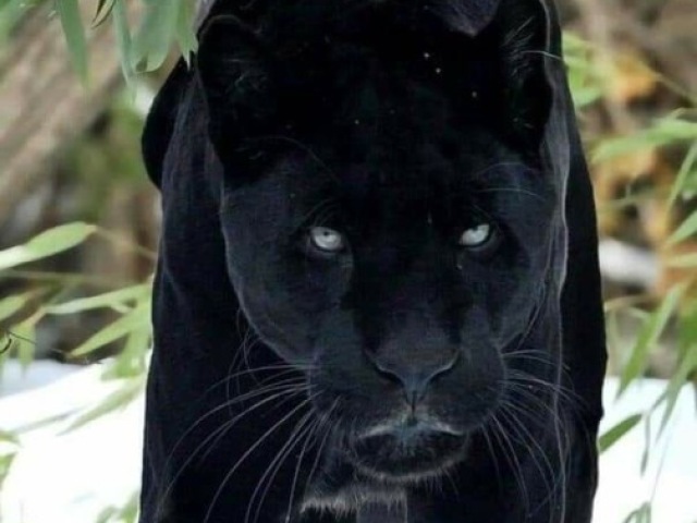 Pantera negra