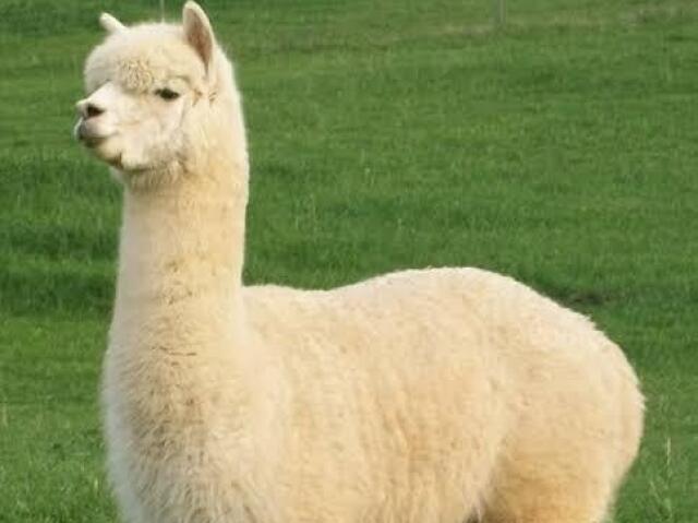 Alpaca