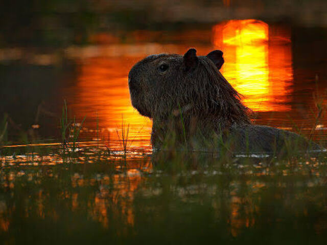 Capivara