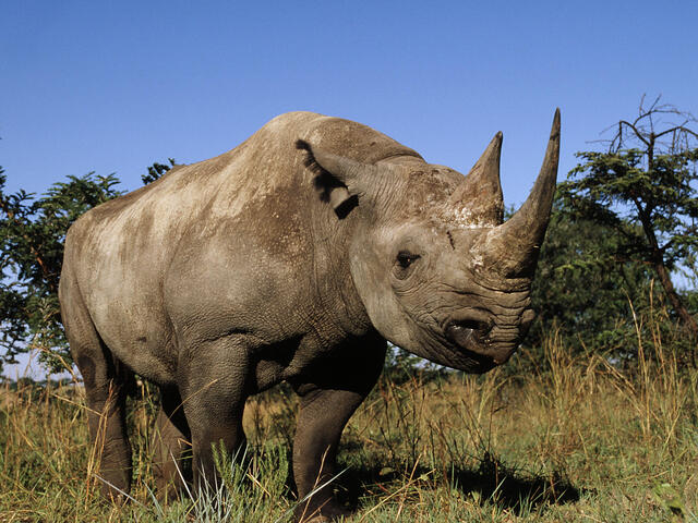 Black Rhino