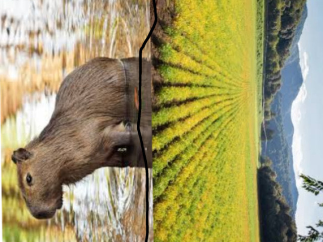 A diferença é que História com H maiúsculo marca a história dos animais e com h minúsculo marca a história das terras