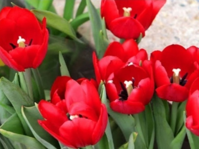 Tulipas