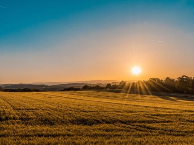 ir para o campo