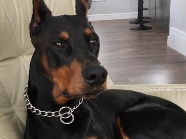 Doberman