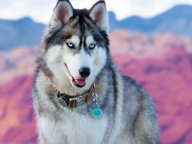 Husky Siberiano