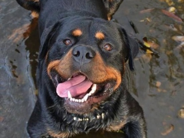 Rottweiler