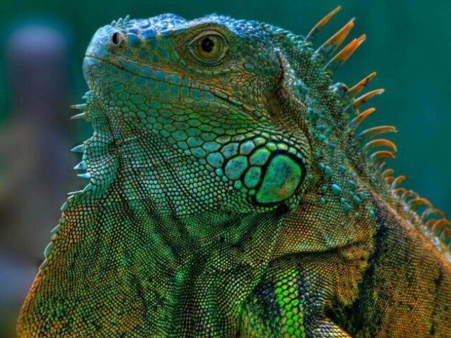 Iguana