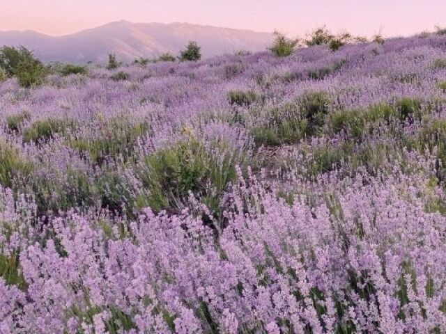 Lavanda