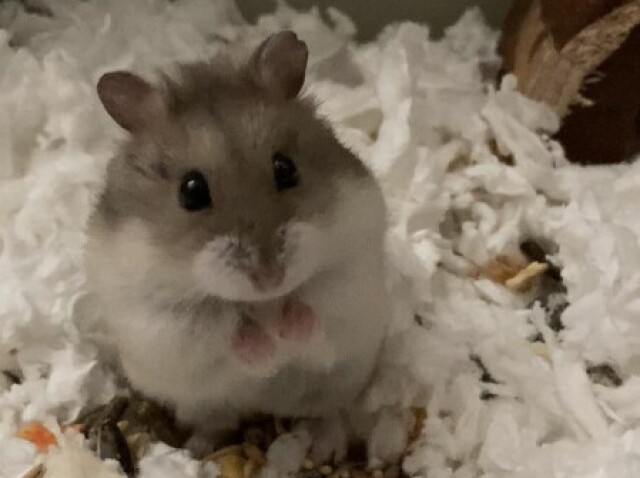 Hamster