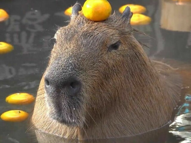 Capivara