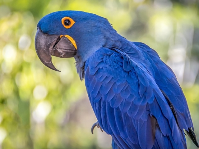 Arara Azul