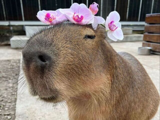 Capivara