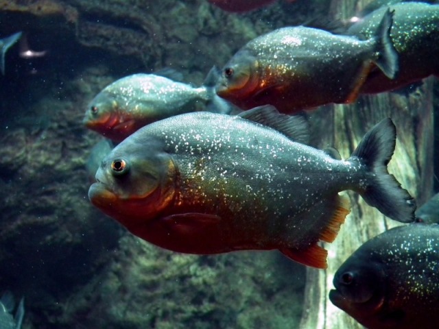 Piranha