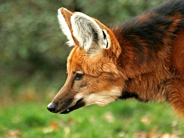 Lobo Guará