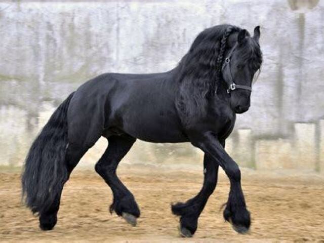 Cavalo