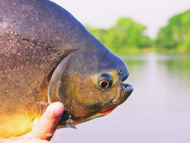 Pacu