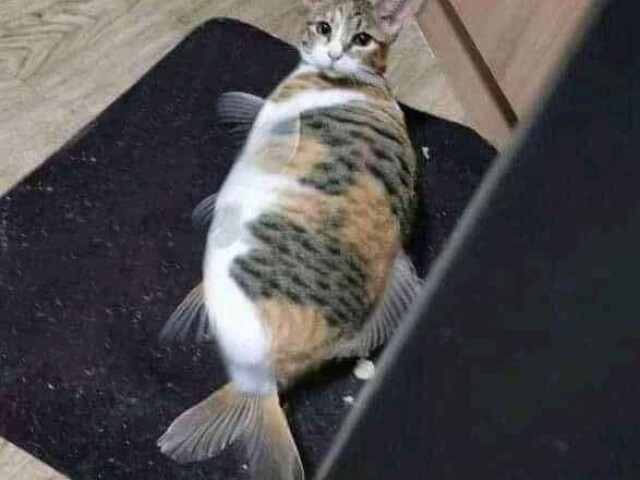 Catfish