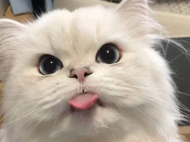 Gato 🐈⬛ ❤️🩹