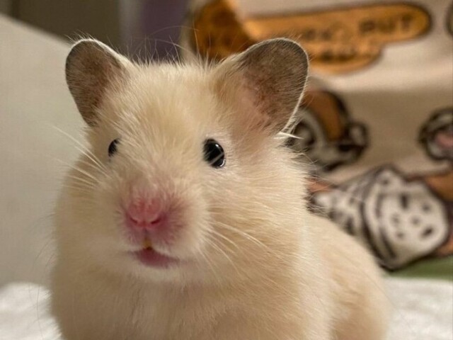 Hamster