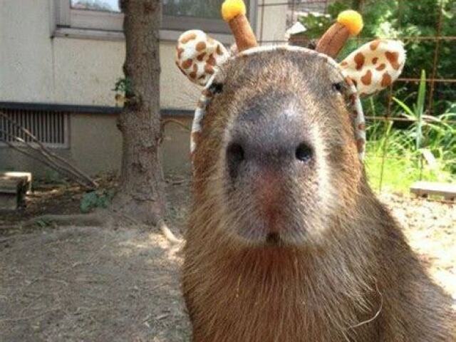 Capybara Girafa