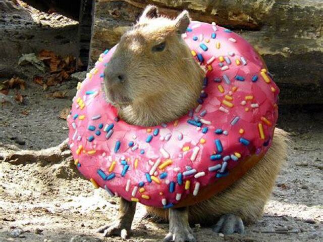 Capybara Donut