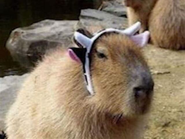 Capybara Vaca