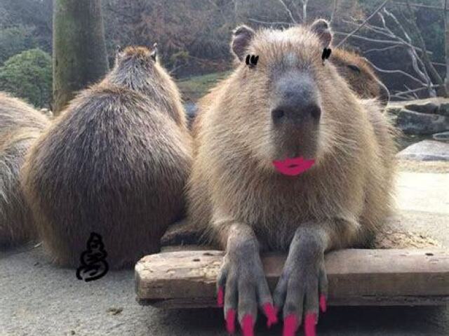 Capybara Das Unhas