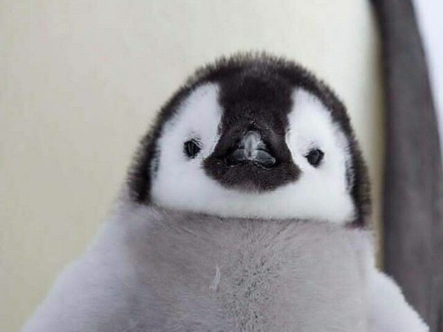 Pinguim