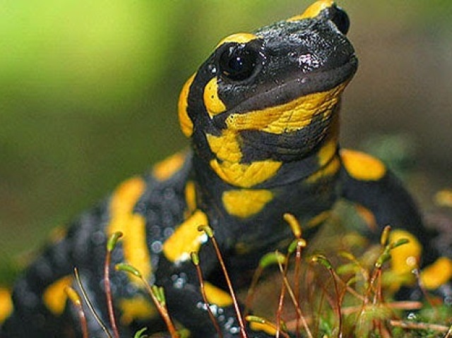 Salamandra