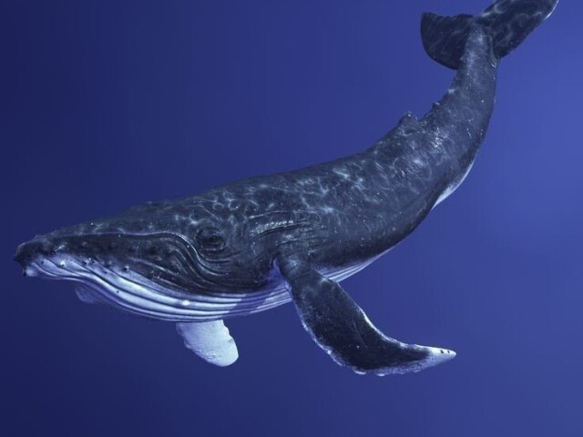 Blue Whale